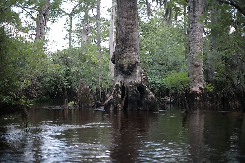 Cypress Trees in the Three Sisters Swamp, NC
