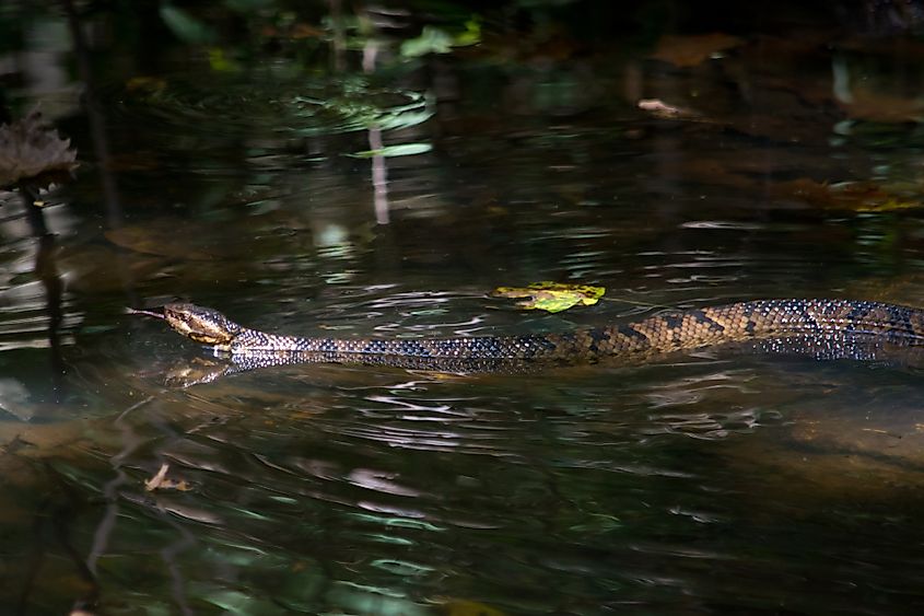 A venomous cottonmouth cruises through the water.