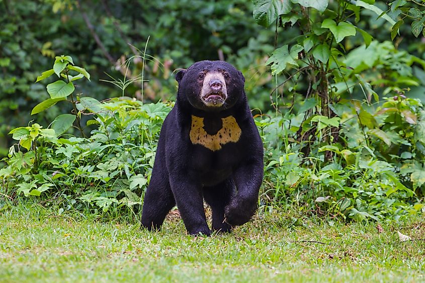 Malayan sun bear (Credit: forest71 via Shutterstock)