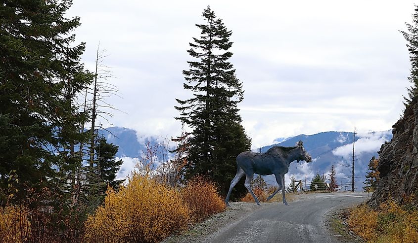 Cow moose crossing road to seven devils near Riggins, Idaho