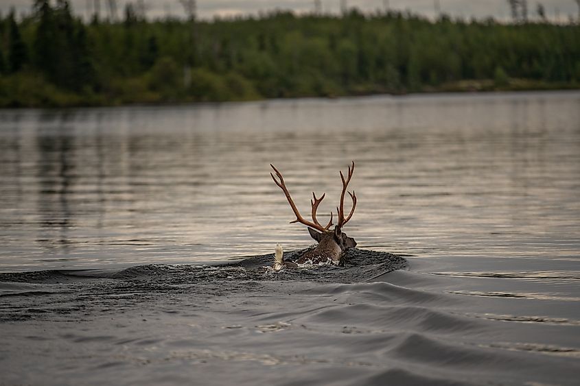 Reindeer Lake