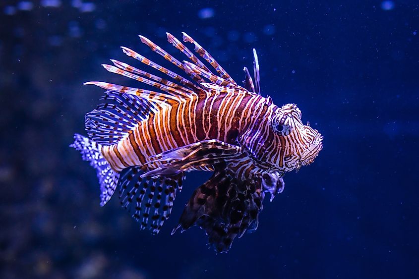 Close-up of a lionfish with vibrant orange and white stripes.