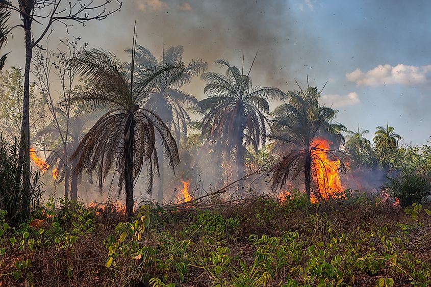 Amazon rainforest illegal deforestation fire aerial view to open land for cattle, soybeans and agriculture