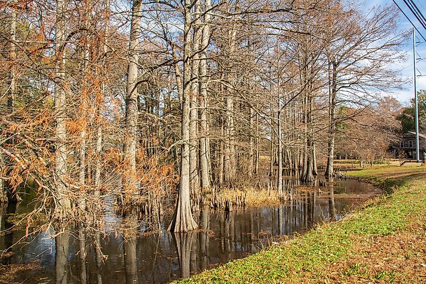 Swamp bayou scene in Mississippi featuring bald cypress trees in fall near Indianola, Mississippi, USA