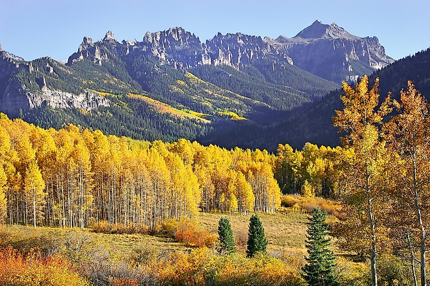 A stunning autumn landscape with vibrant golden aspen trees in the foreground, set against rugged mountain peaks under a clear blue sky, in Montrose, Colorado