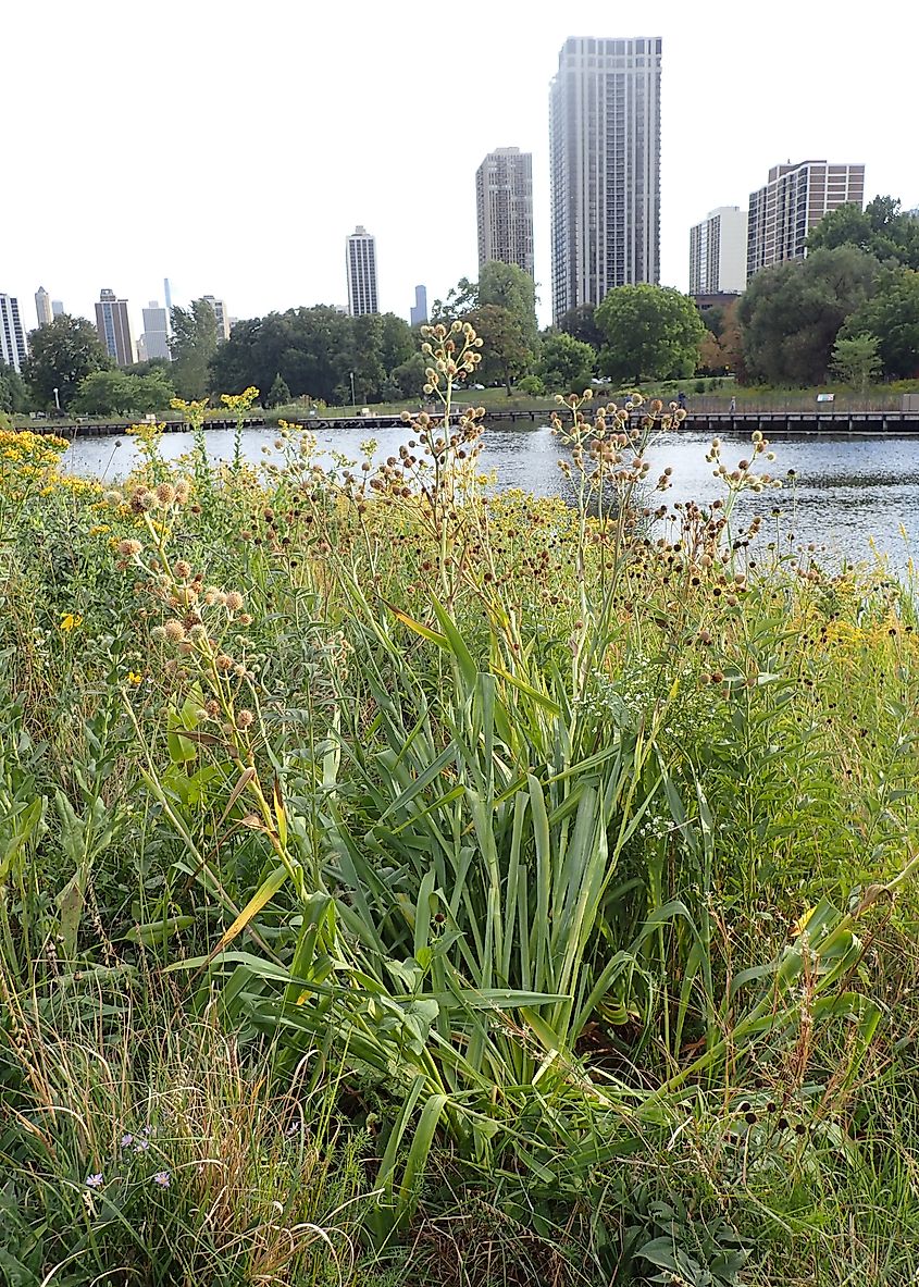 Eryngium yuccifolium, Lincoln Park, Chicago. Image Credit Krzysztof Ziarnek via Wikimedia.