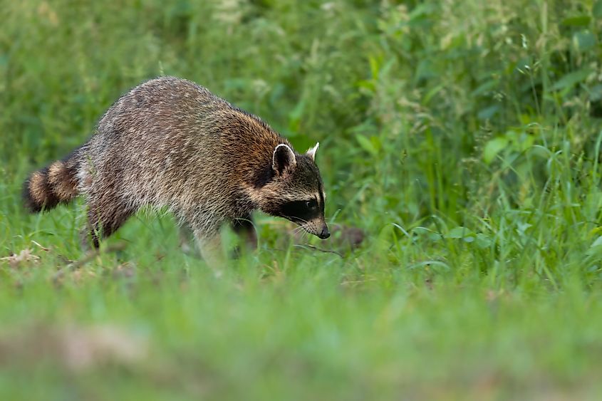 Common racoon on the hunting in forest.