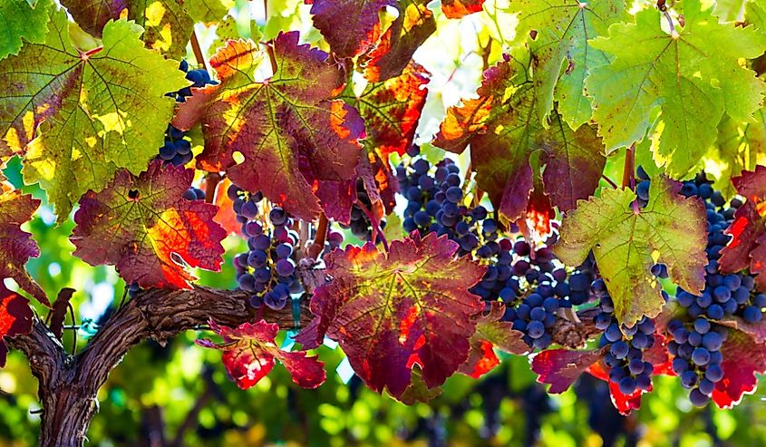 Plump, sweet red wine grapes hang ready for harvest in the Russian River Valley, California,