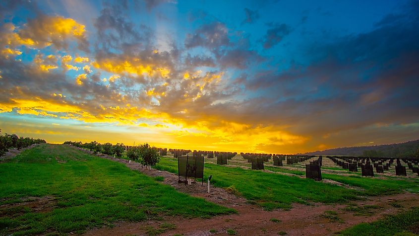 A stunning sunset over a vineyard in Pemberton, Western Australia