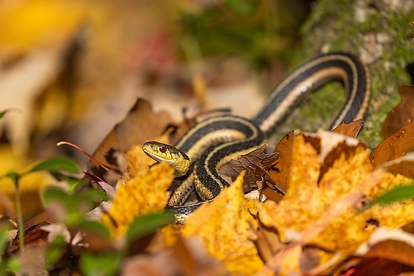 A common garter snake among fall foliage.