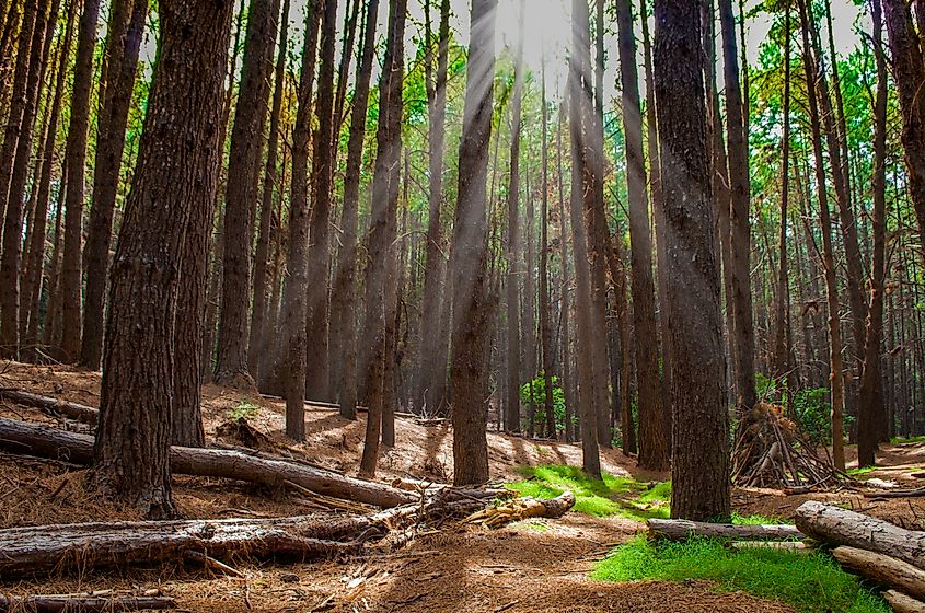 Eucalyptus forest in Makawao.