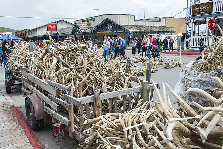 Antlers on auction at the Elk Antler Auction during ELKFEST in Jackson, Wyoming.