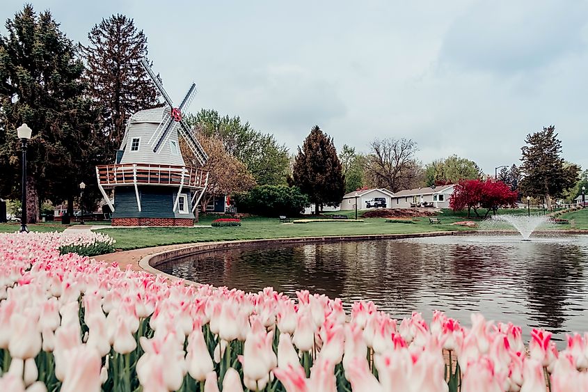 Tulips and windmill in Pella, Iowa.