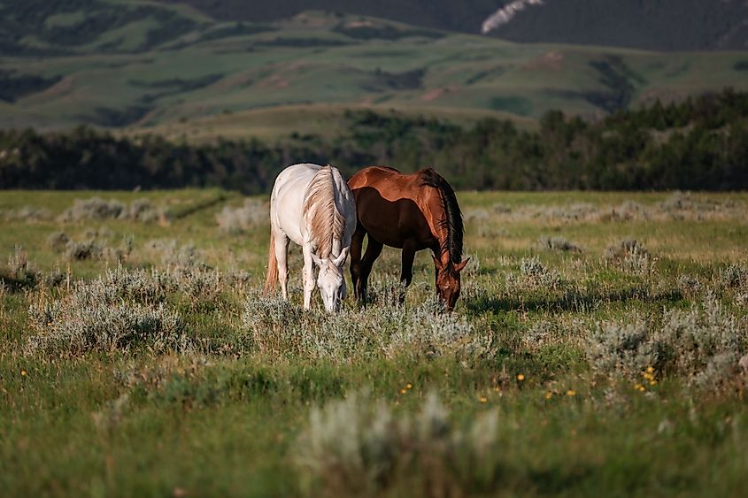 Horses grazing in a field near Lovell, Wyoming.