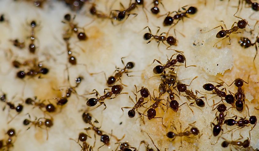 Argentine ants (Linepithema humile) feeding on food scraps