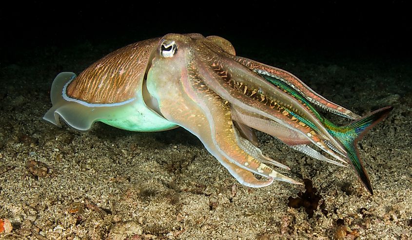 Close-up of a cuttlefish
