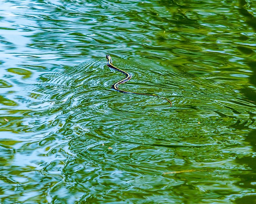 A common garter snake slithering through water.