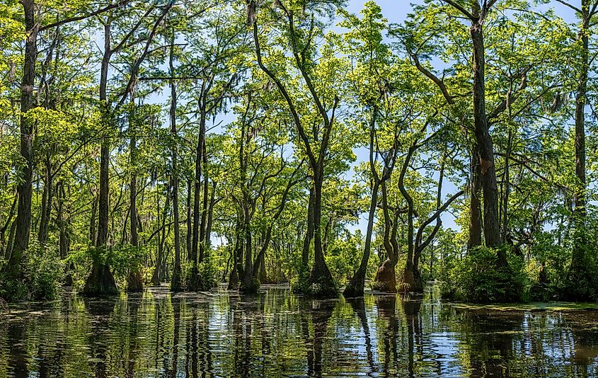 Merchant’s Millpond State Park in northeastern North Carolina