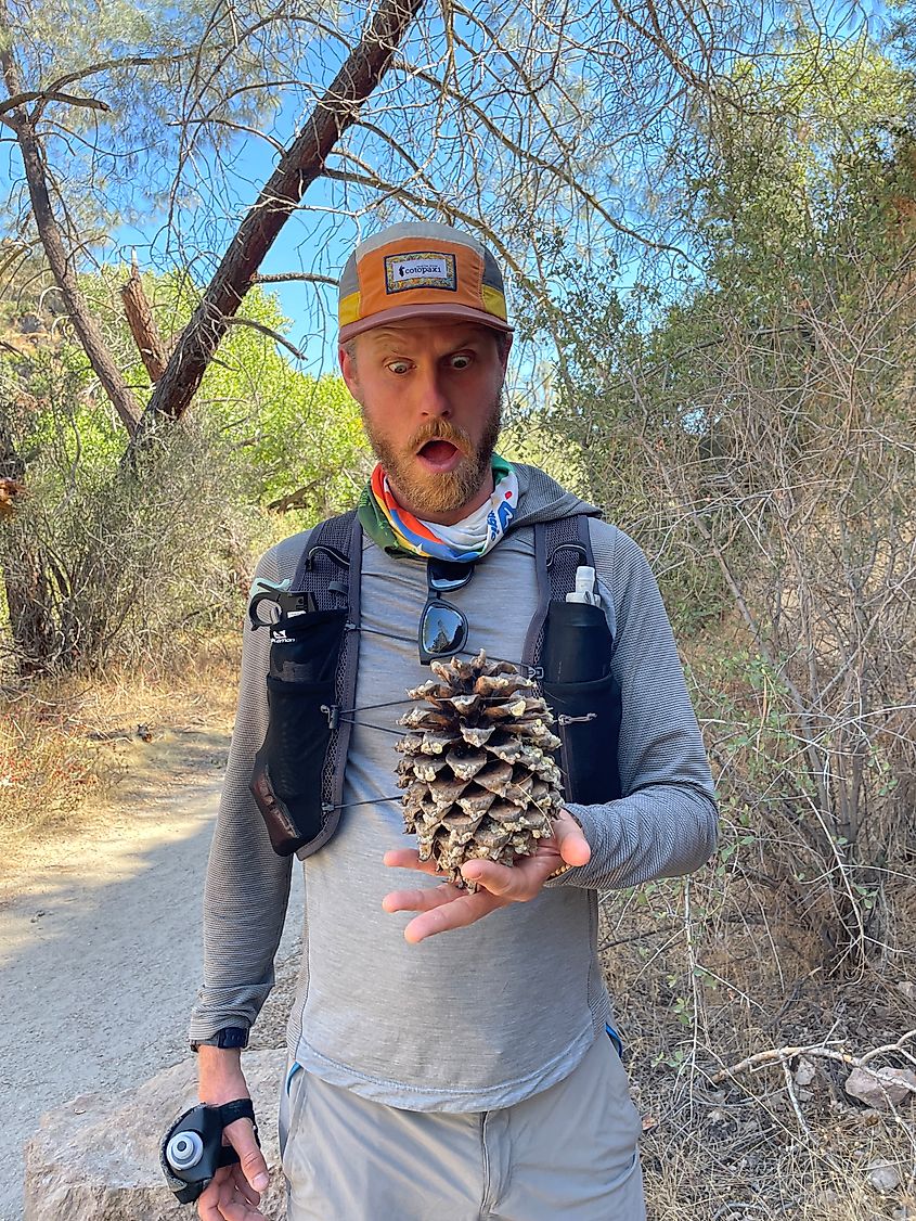 A male hiker holds a huge pinecone and makes a funny look of amazement. 