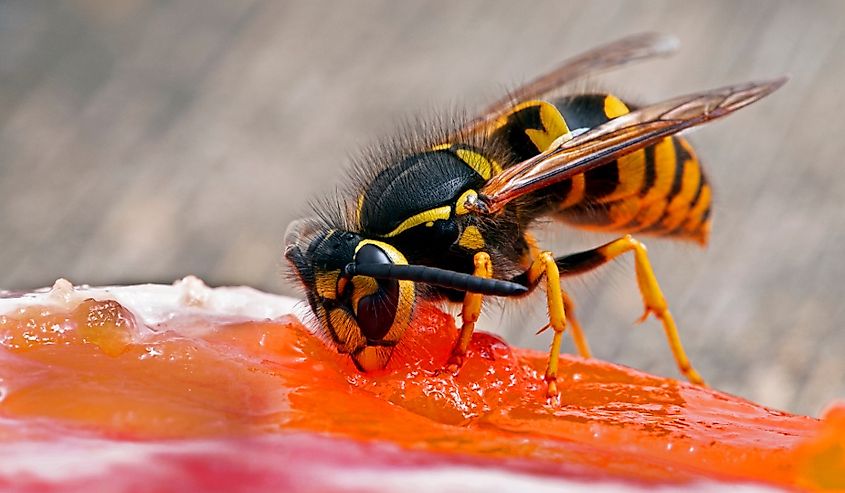 Western yellowjacket wasp feeding.