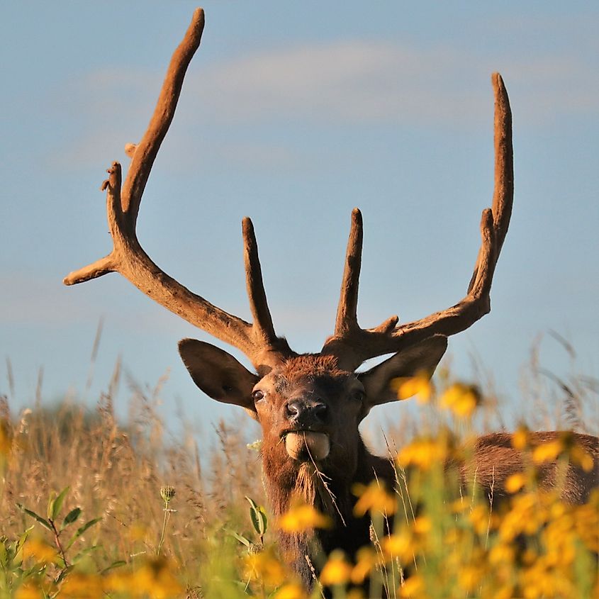 Male Bull Elk at Winslow Hill Viewing Area