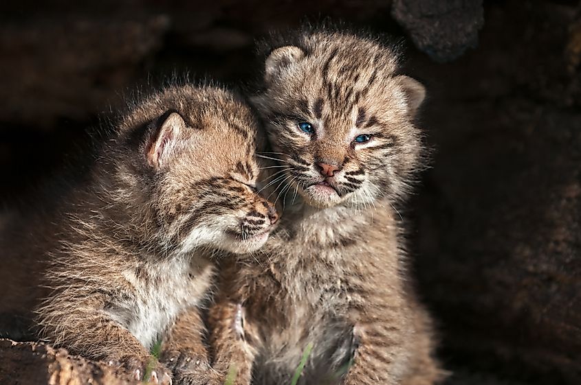 Baby Bobcat Kits (Lynx rufus)