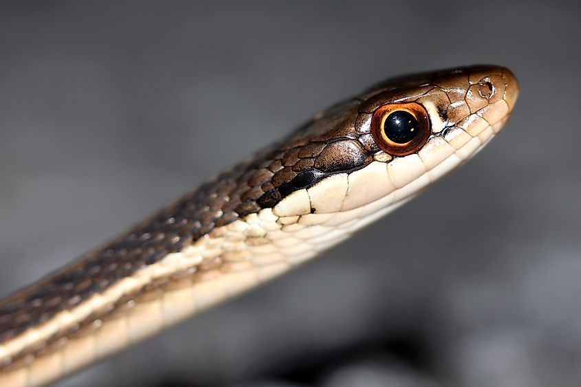 A beautiful Southern ribbon snake.