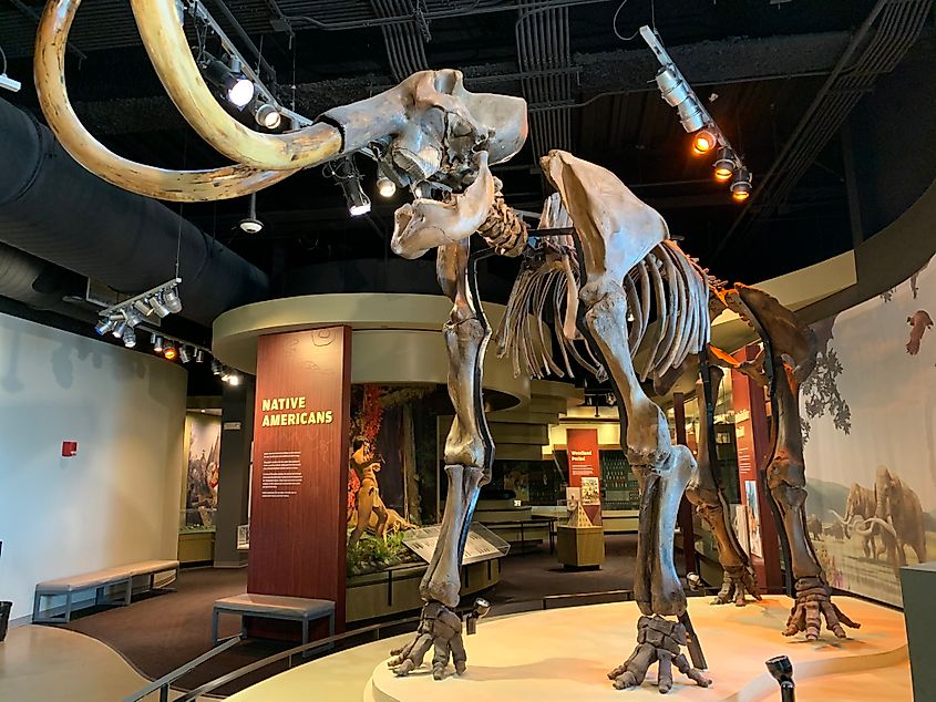 The Woolly Mammoth and Native American Gallery at Discovery Park of America, Tennessee.