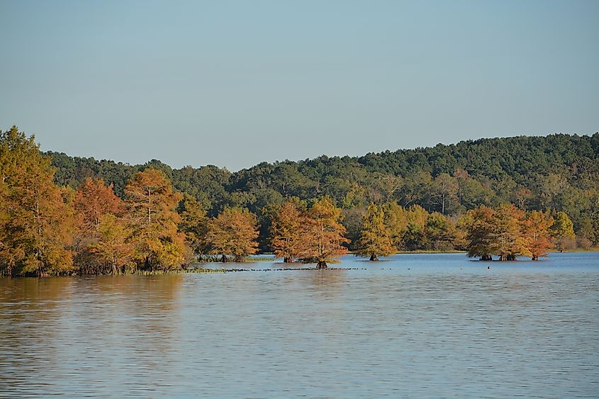 View of bald cypress trees during autumn in Lake D'Arbonne State Park in Louisiana.