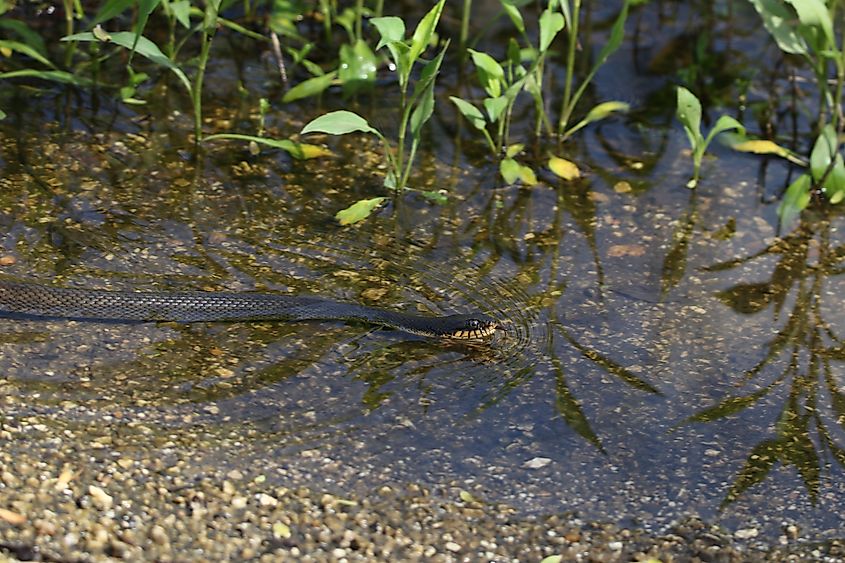 Plain-bellied Watersnake swimming in shallow water.