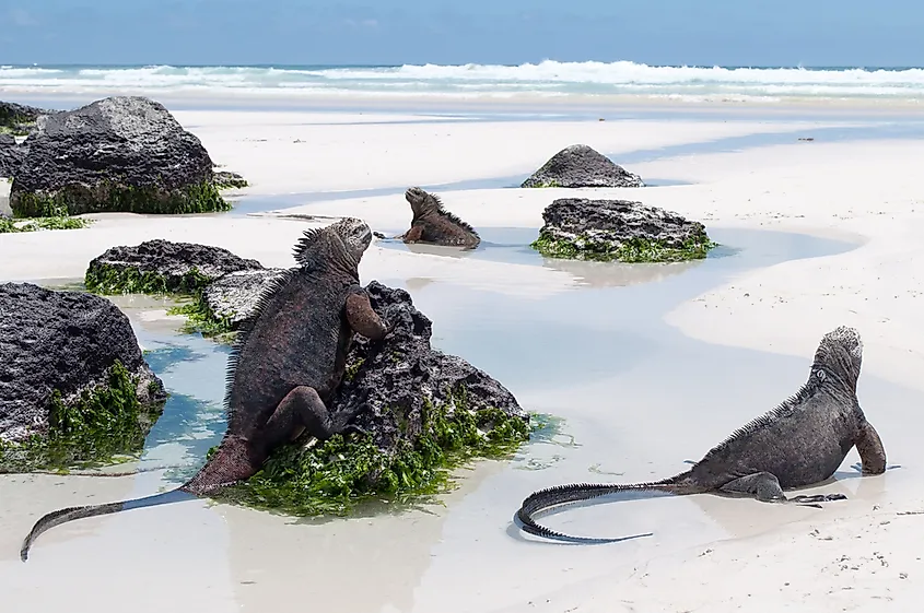 The Galapagos Marine Iguana is considered exceptional for its adaptation to water.