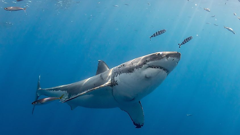 Great white shark swimming with pilot fish