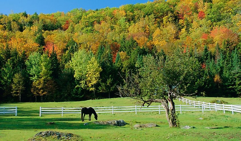 Horse grazing near Jackson, New Hampshire in fall