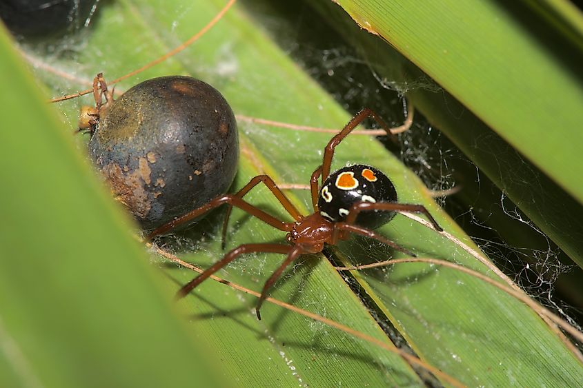 Red widow spider in Ocala National Forest