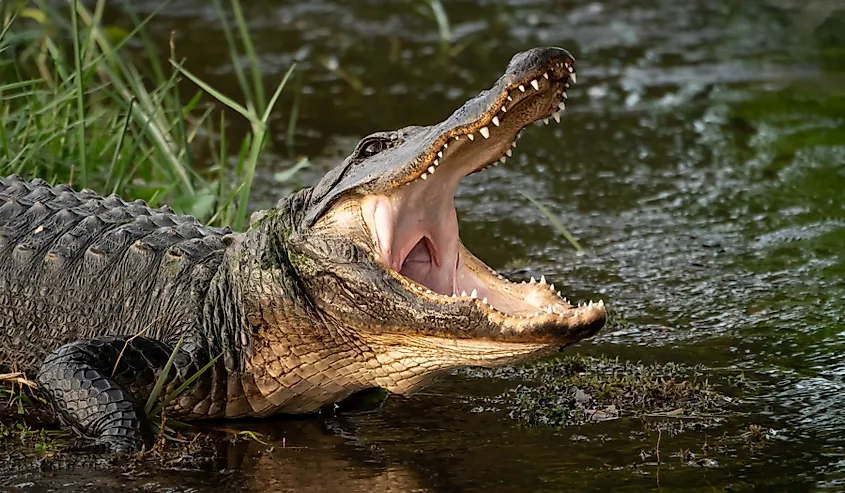 Wild American alligator with its mouth open.
