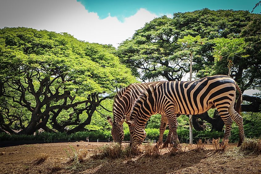 Zebras in Honolulu Zoo.