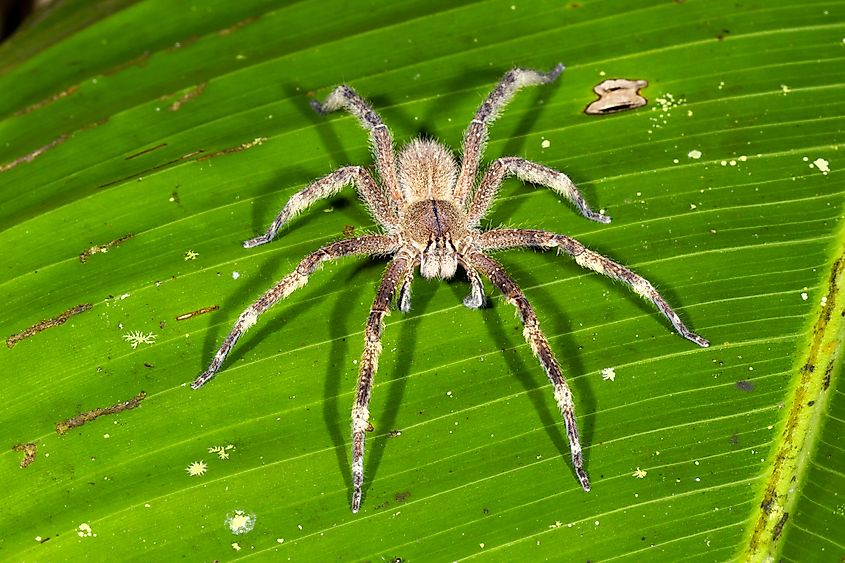 Venomous wandering spider (Phoneutria fera) resting on a heliconia leaf in the Ecuadorian rainforest.