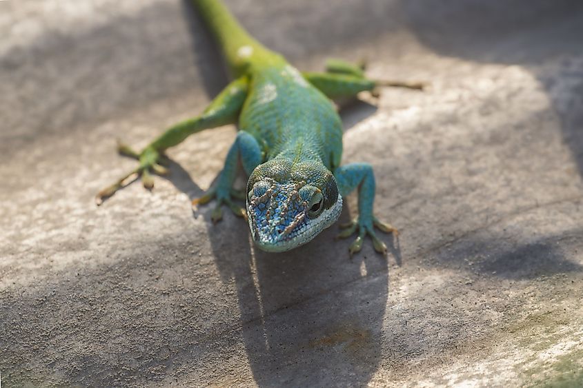 View of the knight anole.