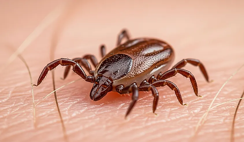 Female deer tick on human skin.