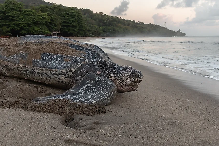Close-up of a leatherback turtle laying her eggs.