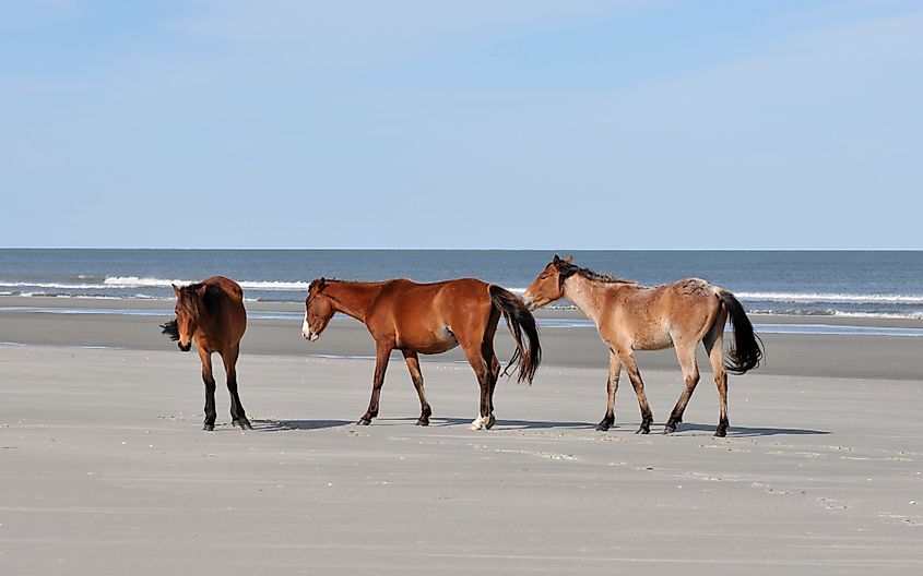 Wild horses on the beach at Cumberland Island, Georgia.