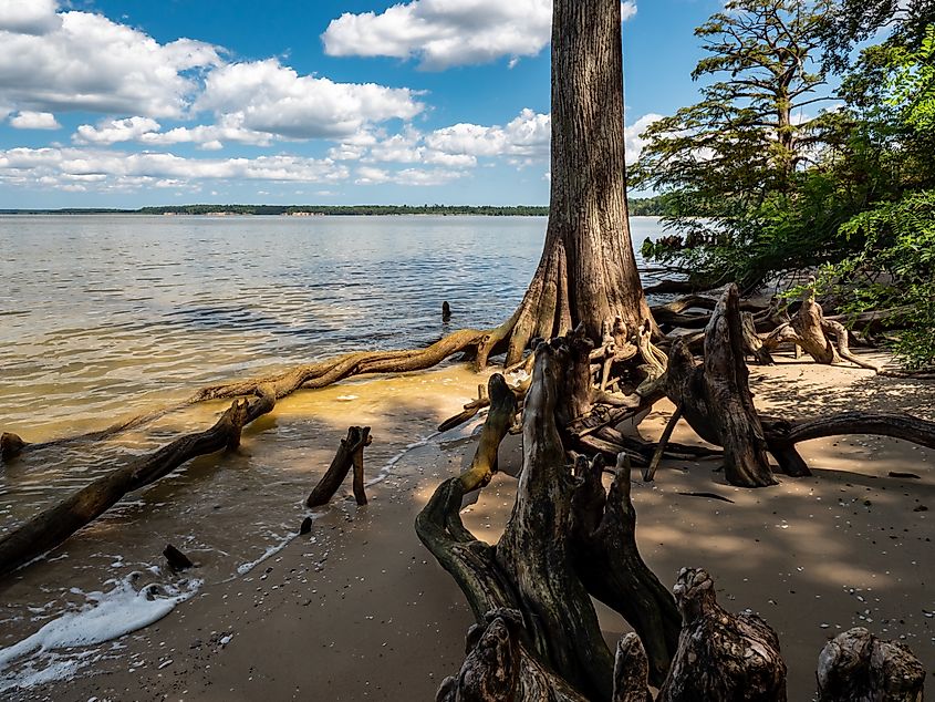 Old Bald Cypress Along the James River, Cobham Bay at Chippokes Plantation State Park, Virginia