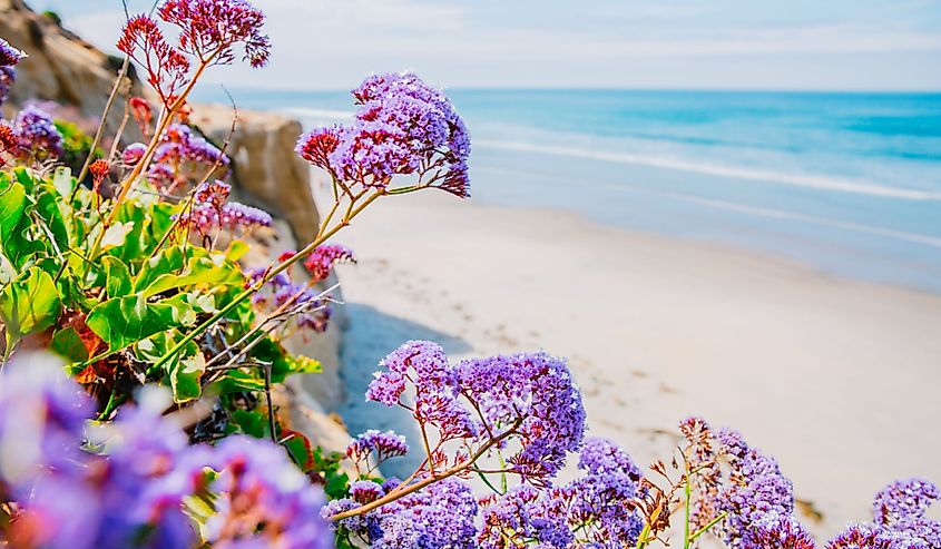 Solana Beach California USA Pacific Ocean West coast. Beach and purple flowers in foreground.