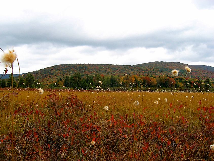 Cranberry Glades of Monongahela National Forest in West Virginia.