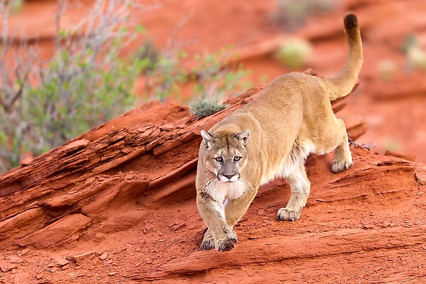 Cougar Mountain lion.