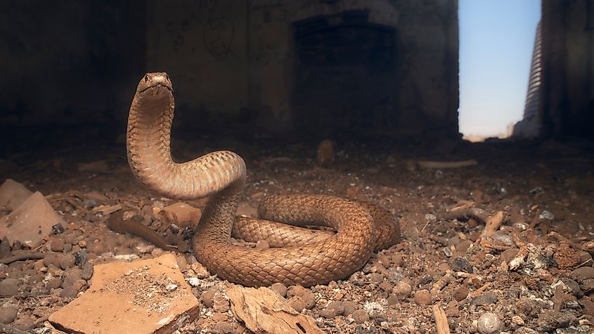 A wild western brown snake (Pseudonaja nuchalis) in a defensive pose inside a derelict, ruined building.