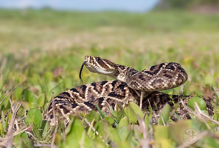 An eastern diamondback rattlesnake in Florida.