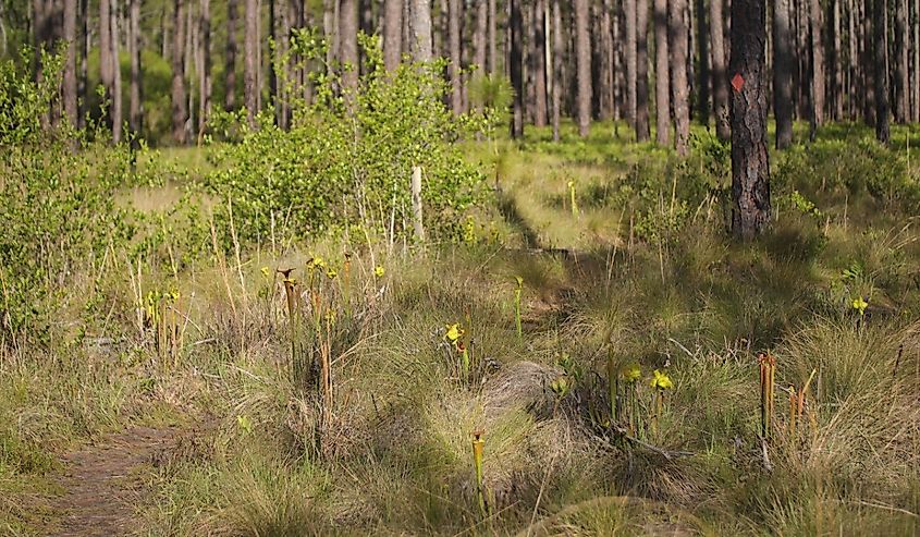 Green Swamp Preserve Foliage Pitcher Plants in Wilmington North Carolina.