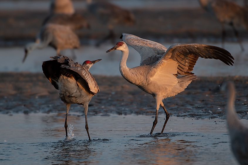 Sandhill cranes dancing 