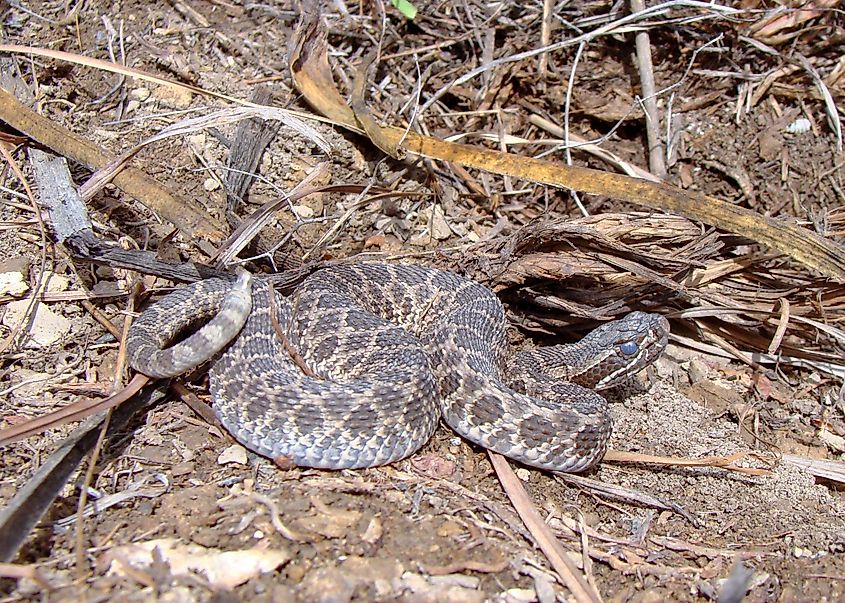 The desert massasauga.